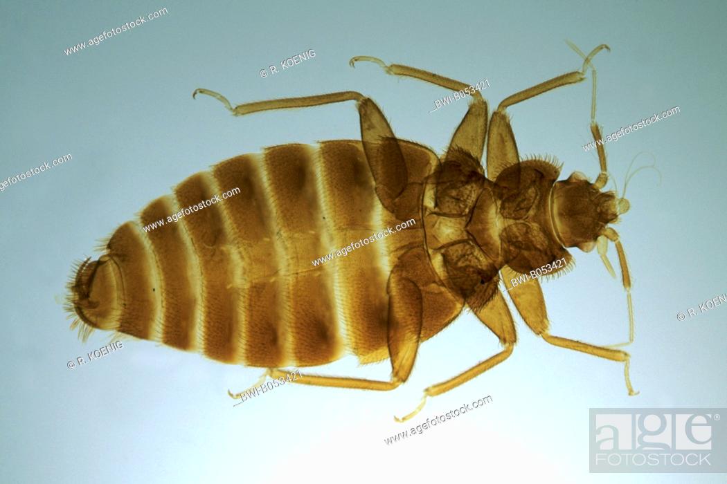Stock Photo: Bedbug, Common bedbug, Wall-louse (Cimex lectularius), optical microscope picture.