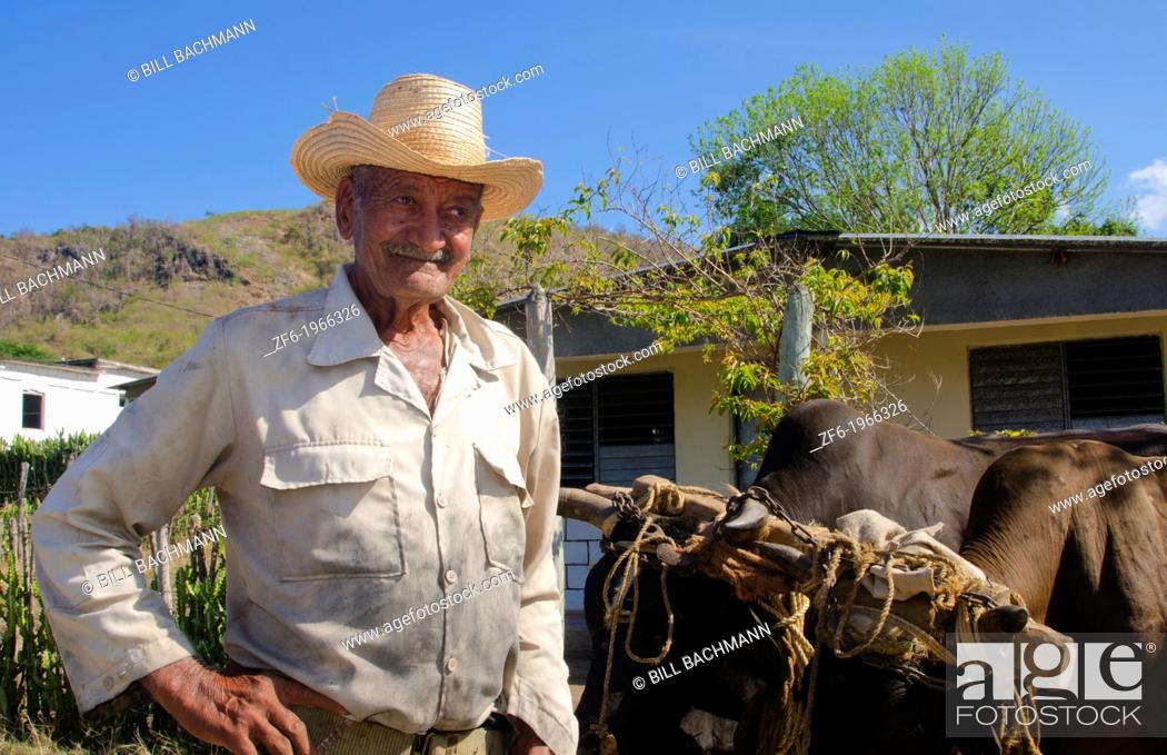 Stock Photo: Cienfuegos Cuba old cowboy with oxen portrait with hat on ranch.