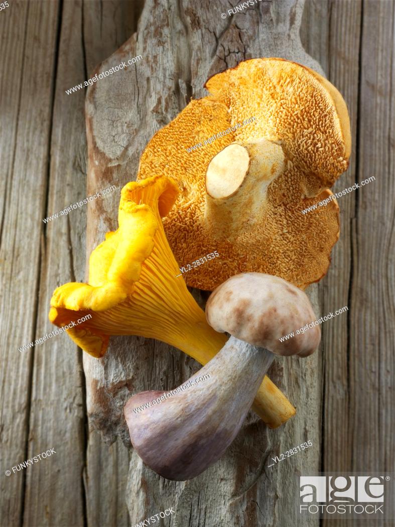 Stock Photo: Fresh picked wiild chanterelle or girolle (Cantharellus cibarius), Pied de Mouton Mushrooms (hydnum repandum) or hedgehog mushrooms, Pied Bleu.