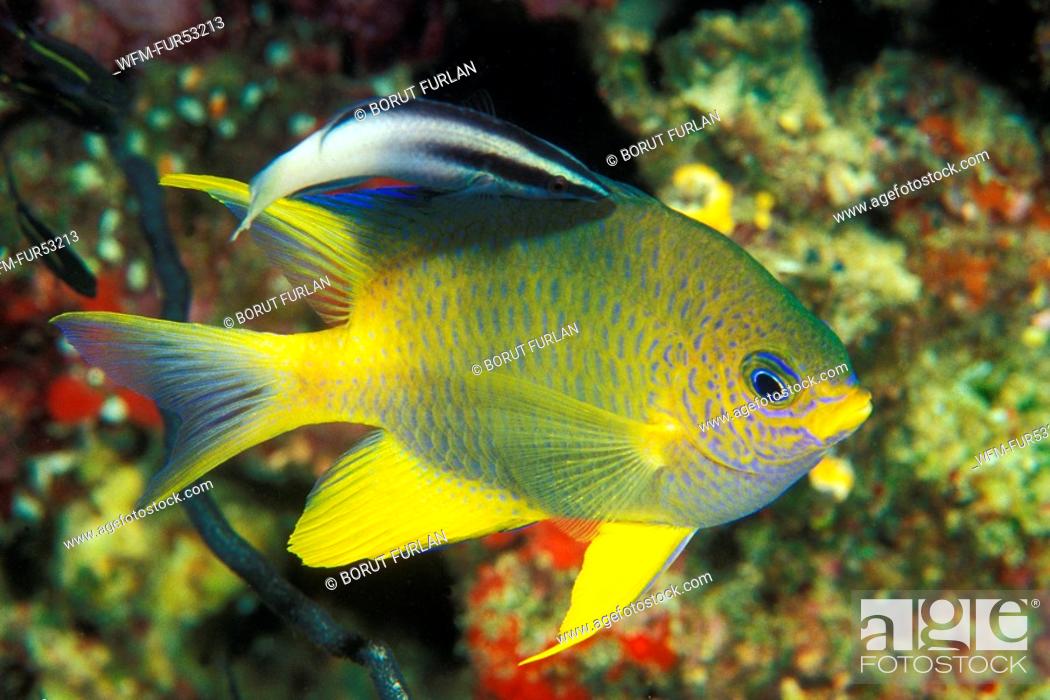 Stock Photo: Golden Damsel cleaned by Cleaner Wrasse, Amblyglyphidodon aureus, Labroides dimidiatus, Manado, Sulawesi, Indonesia.