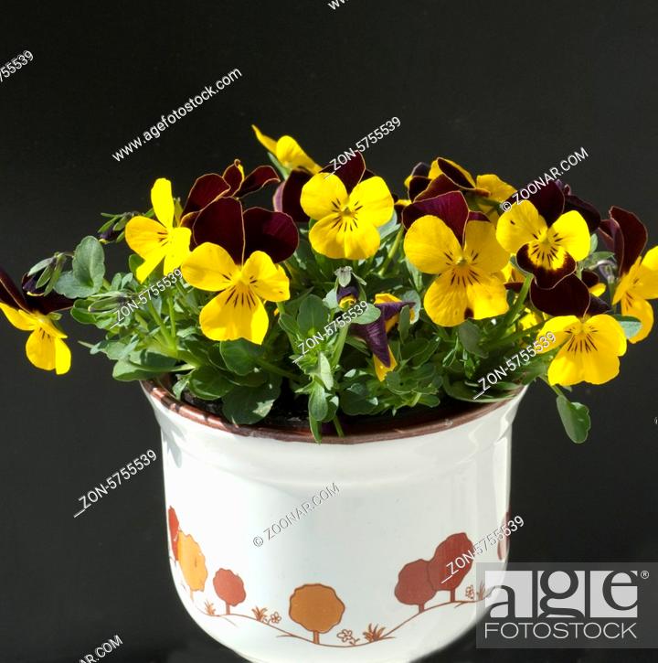 Stock Photo: Horn-Veilchen, Viola cornuta,.
