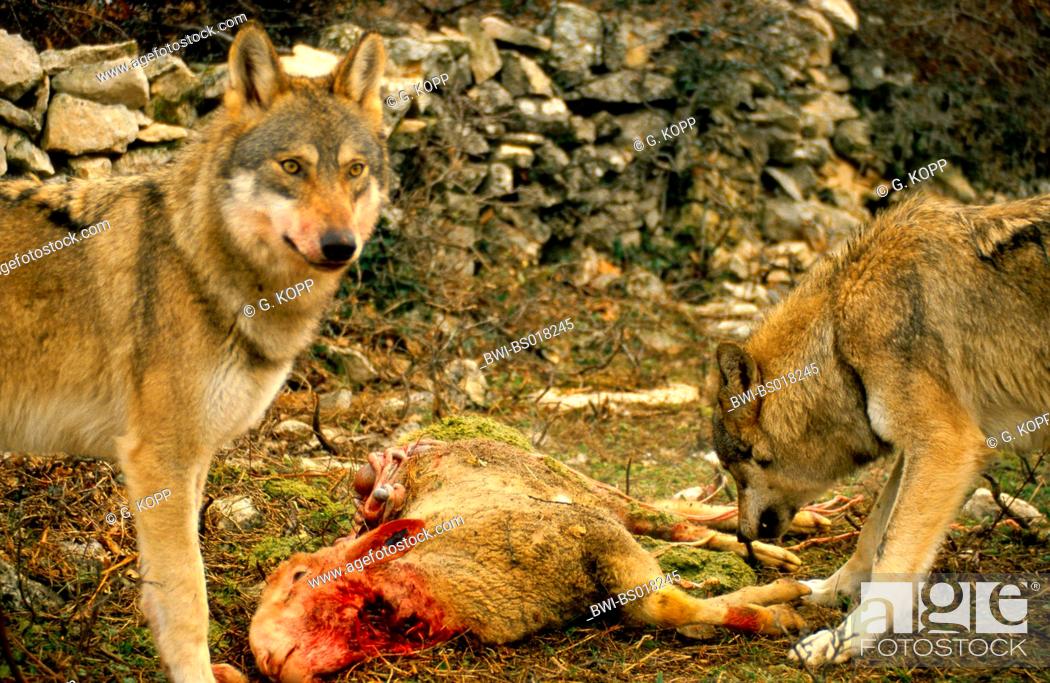 European gray wolf (Canis lupus lupus), at killed sheep, Italy, Abruzzo  National Park, Stock Photo, Picture And Rights Managed Image. Pic.  BWI-BS018245 | agefotostock
