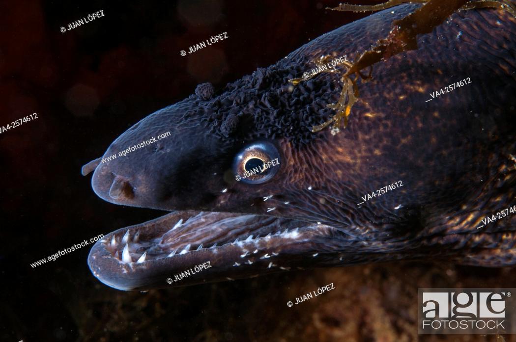 Stock Photo: Moray eel, Tossa de Mar, Girona province, Spain.
