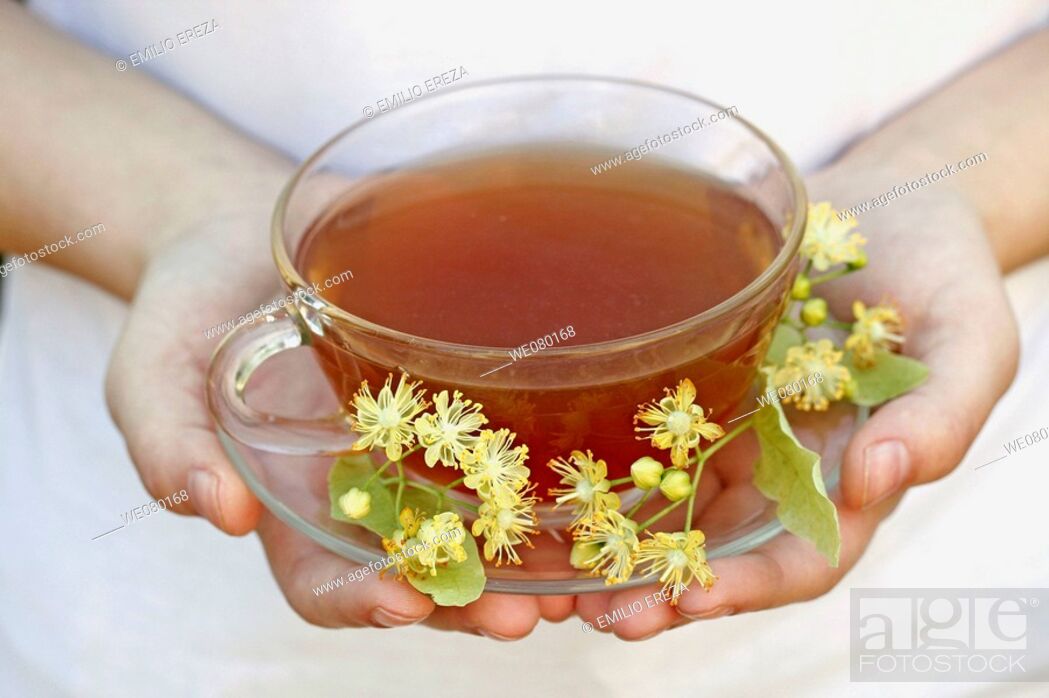 Stock Photo: Linden flower tea (Tilia platiphyllos or Tilia cordata).