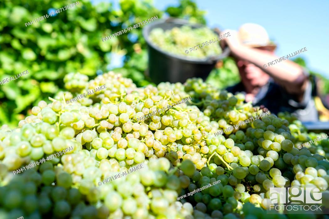 Stock Photo: 16 August 2019, Rhineland-Palatinate, Neustadt an der Weinstraße: An employee pours grapes of the ""Solaris"" variety into a collection container in the.