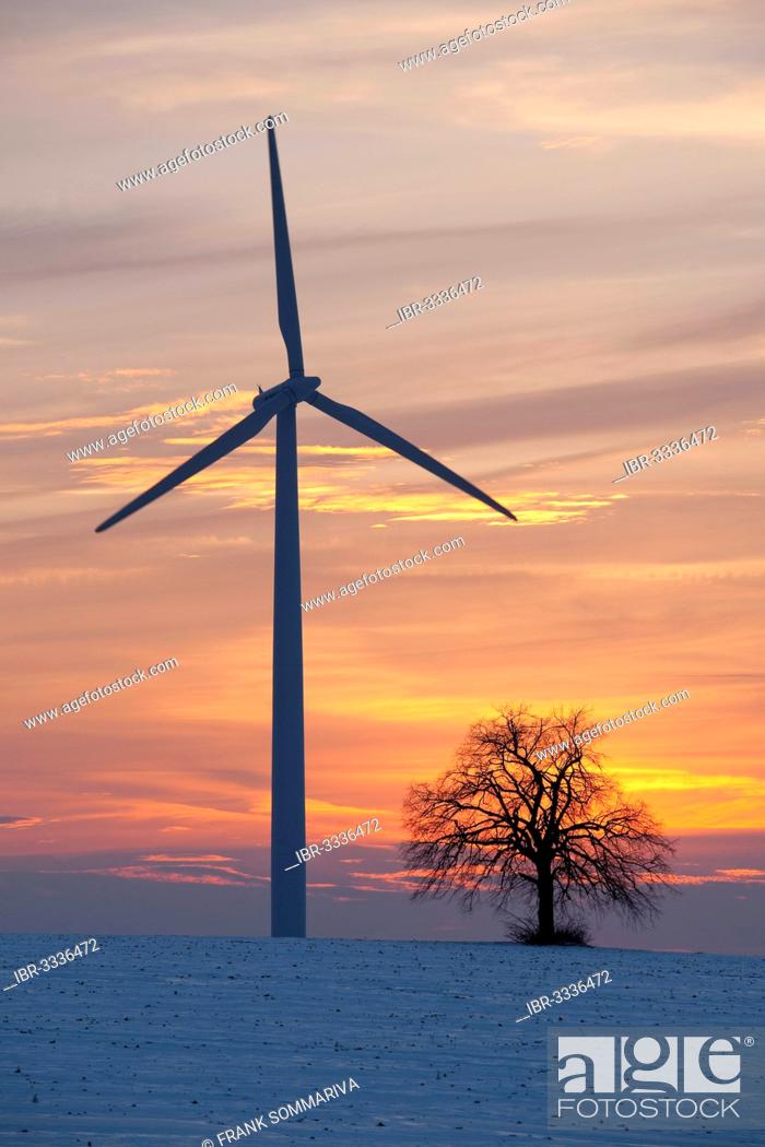 Stock Photo: Solitary lime tree (Tilia sp.) with a wind turbine at sunset in winter.
