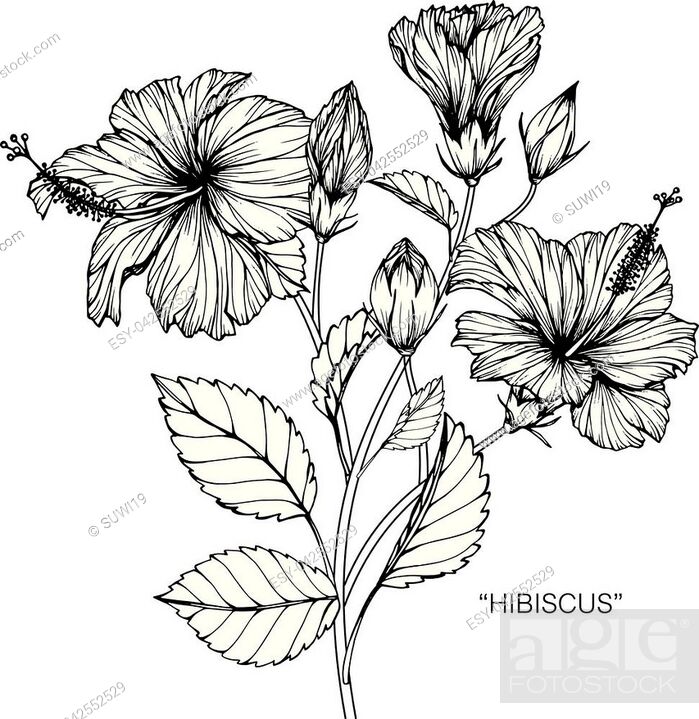 How to Draw a Hibiscus Flower - Drawing Flowers for Hawaiian Shirts-saigonsouth.com.vn