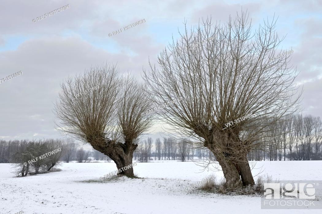 Stock Photo: Old pollard willows ( Salix sp. ) on a frosty winter morning on snow covered farmland, Lower Rhine region, North Rhine Westfalia, Germany.