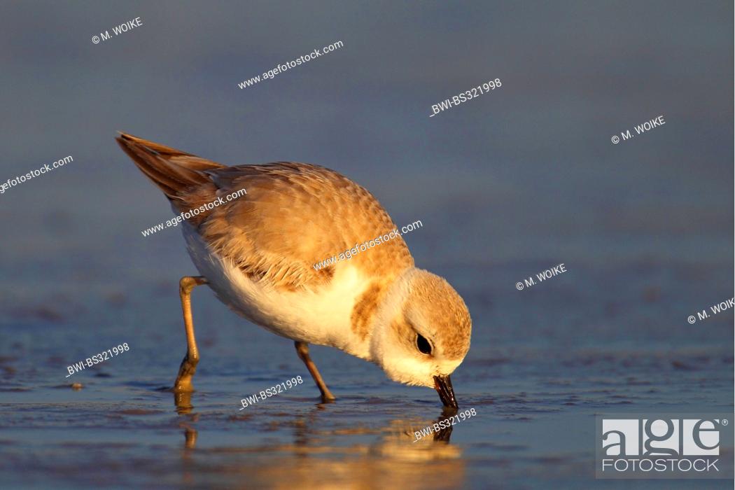 Stock Photo: Piping plover (Charadrius melodus), looking for food in the tidal flat, USA, Florida.