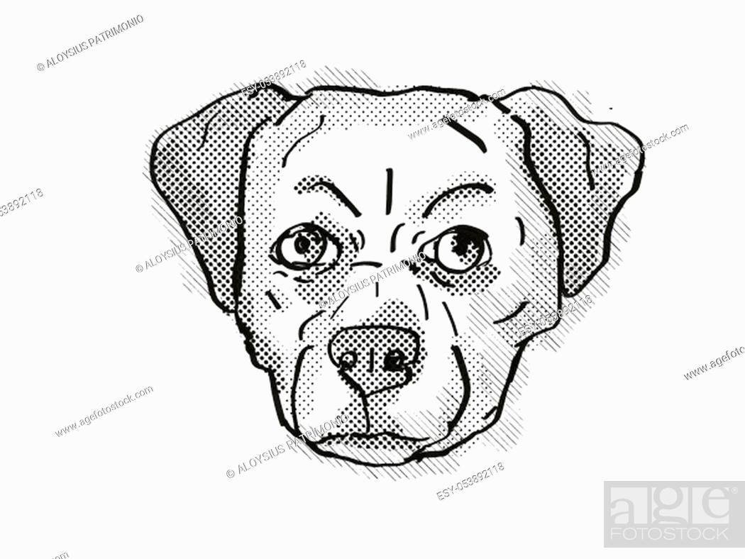 Retro cartoon style drawing of head of a Chug, Pug Chihuahua Pug mix,  Pughuahua, or Pugwawa, Foto de Stock, Imagen Low Budget Royalty Free Pic.  ESY-053892118 | agefotostock