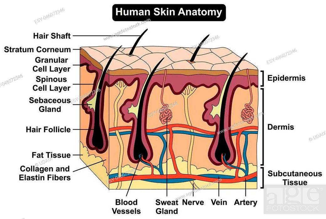 Human Body Skin Anatomy diagram infographic chart figure with all parts hair  sweat gland artery vein..., Stock Vector, Vector And Low Budget Royalty  Free Image. Pic. ESY-046072346 | agefotostock