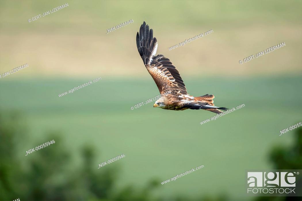 Stock Photo: Red Kite (Milvus milvus) in flight against grassland, germany, eifel.