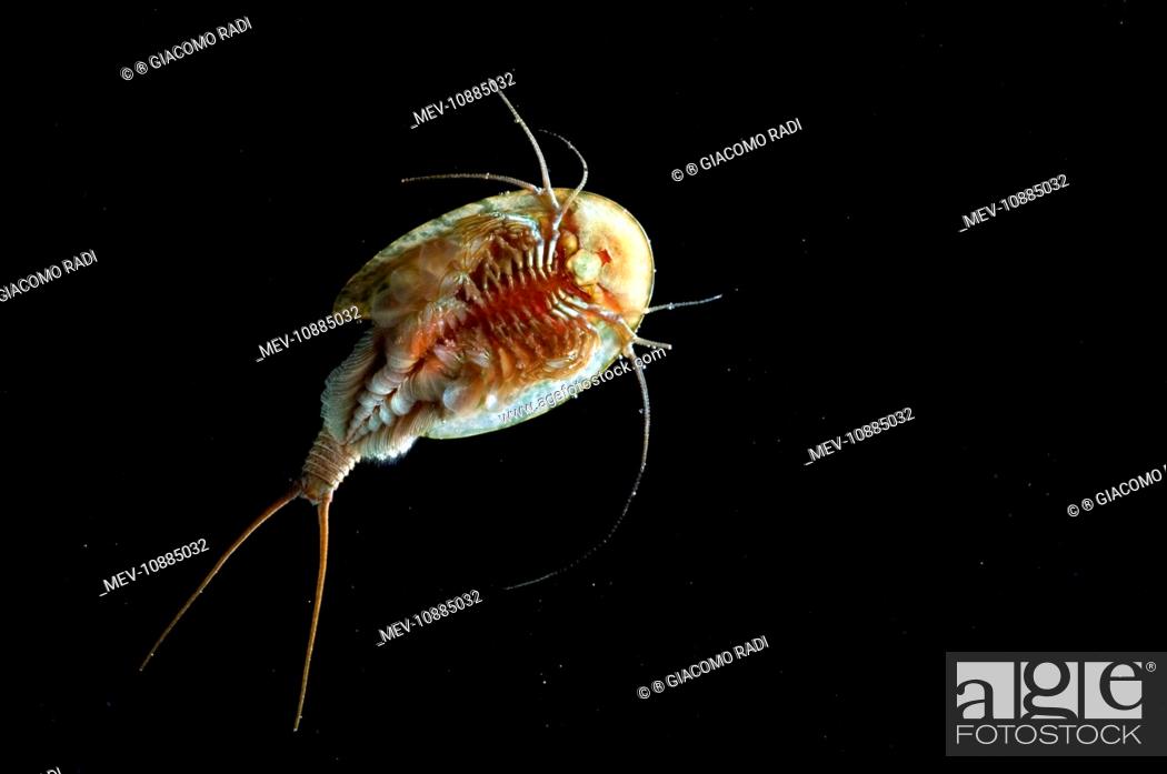 Tadpole Shrimp - ventral view - living fossil is oldest living animal  species known (Triops..., Stock Photo, Picture And Rights Managed Image.  Pic. MEV-10885032 | agefotostock