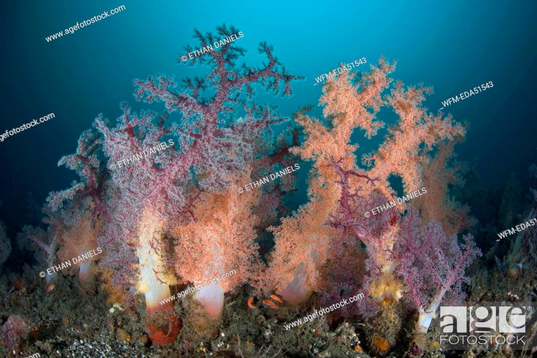 Stock Photo: Soft Corals, Dendronephthya sp., Lembeh Strait, Sulawesi, Indonesia.