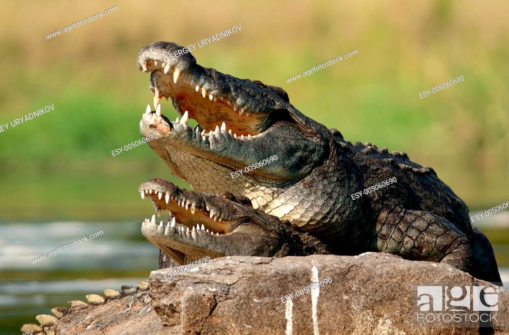 Nile crocodile Crocodylus niloticus, mating, Foto de Stock, Imagen Low  Budget Royalty Free Pic. ESY-005060690 | agefotostock