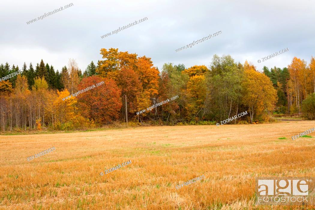 Imagen: Autumn landscape harvested crop and trees.
