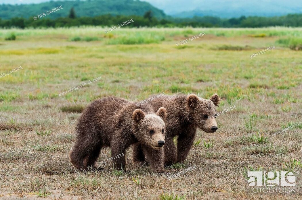 Imagen: Two brown bear (ursus arctos) cubs in a grass field.