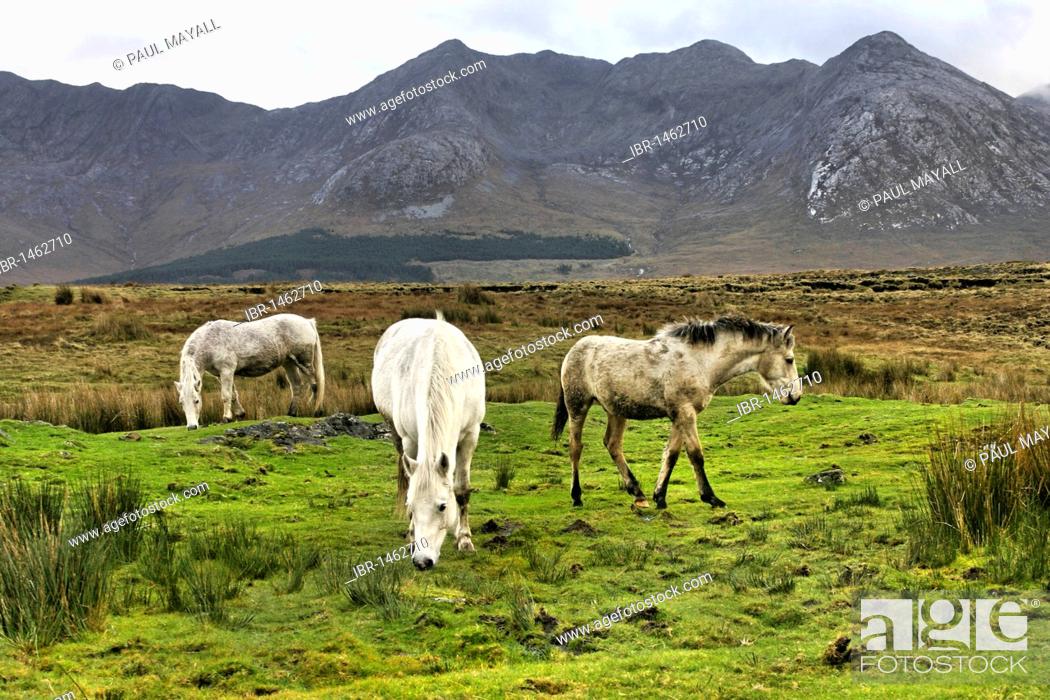 Stock Photo: Connemara ponies, Inagh Valley, County Galway, Republic of Ireland, Europe.