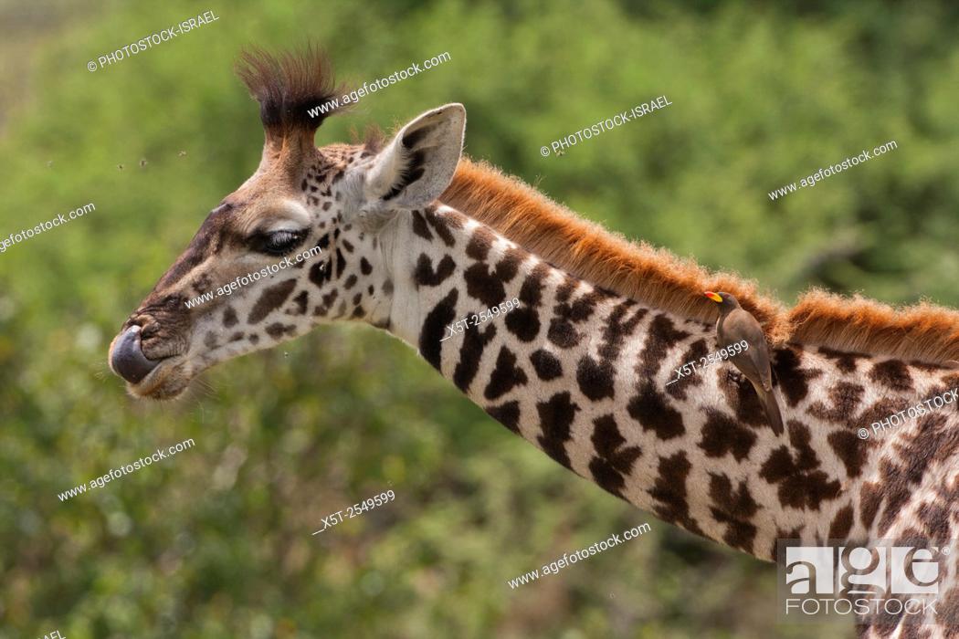 Stock Photo: Close-up of a Masai Giraffe (Giraffa camelopardalis tippelskirchi) also known as the Maasai Giraffe or Kilimanjaro Giraffe.