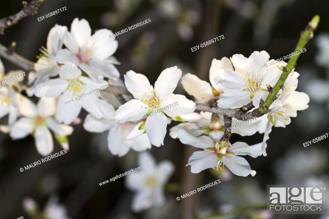 Stock Photo: Close view detail of almond tree blossoms in the nature.