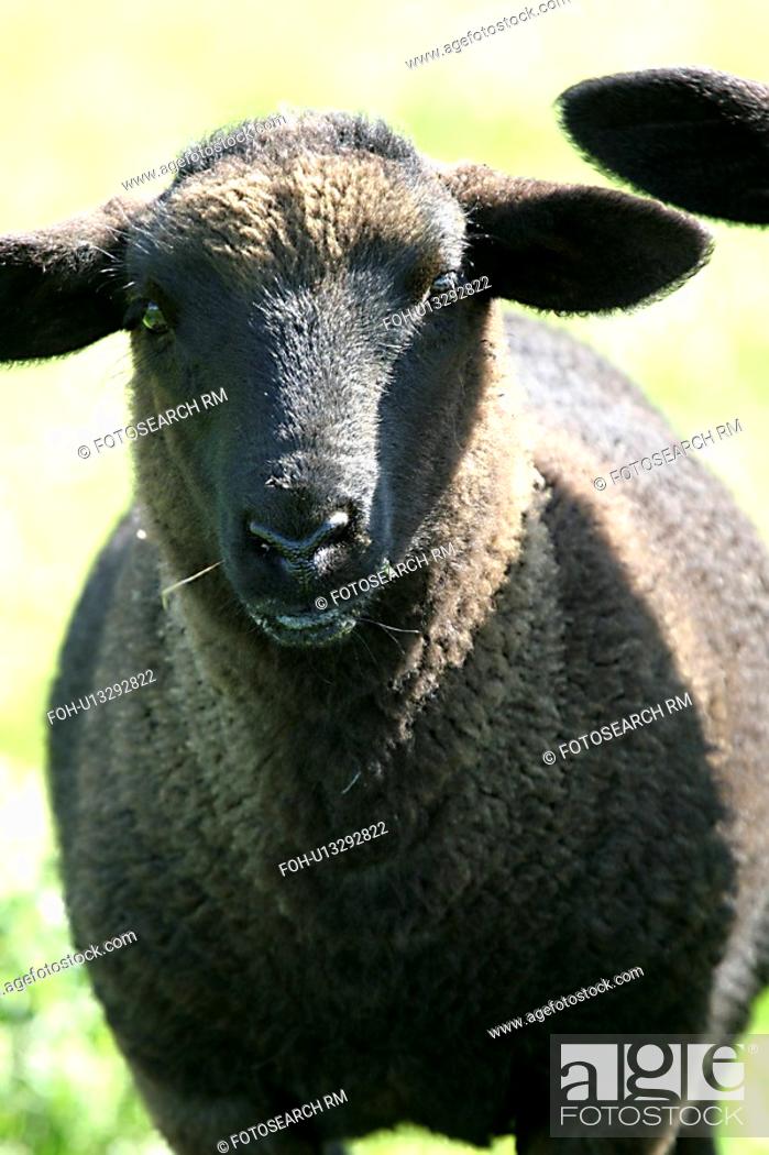 donegal, sheep, animals, ireland, falcarragh, Stock Photo, Picture And  Rights Managed Image. Pic. FOH-U13292822 | agefotostock