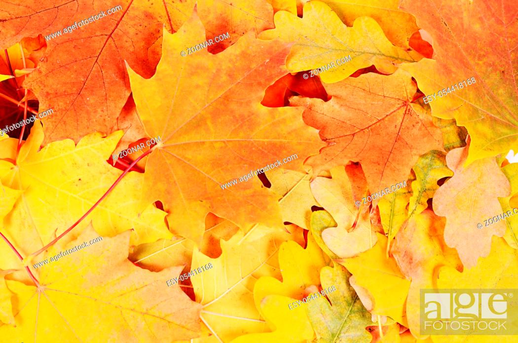 Photo de stock: The autumn maple leaves as a background.