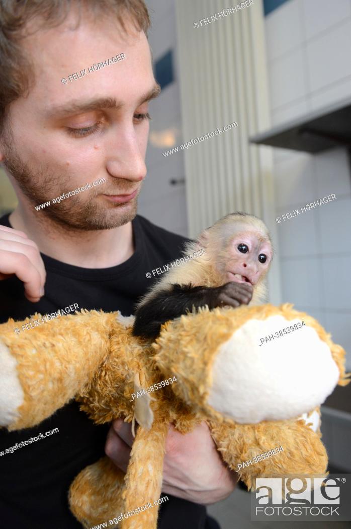 The monkey Mally of Canadian singer Justin Bieber sits on a stuffed toy in  the arms of keeper Konrad..., Stock Photo, Picture And Rights Managed  Image. Pic. PAH-38539834 | agefotostock