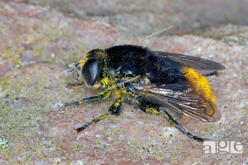 Stock Photo: large narcissus fly, large bulb fly (Merodon equestris), sitting on lichened rock, Germany.