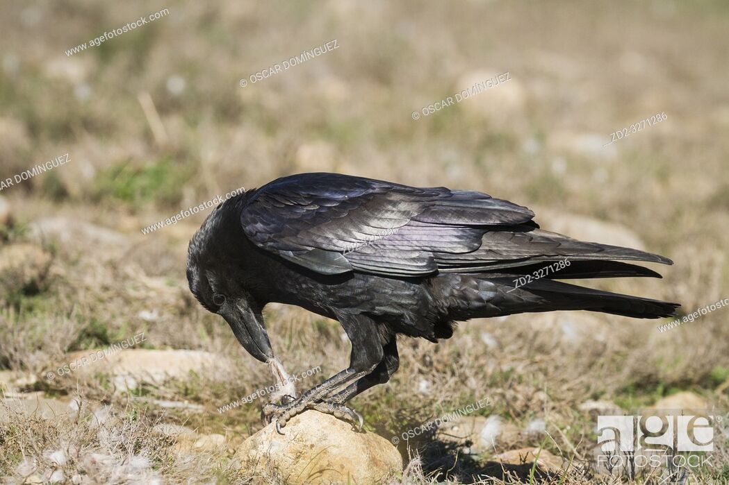 Stock Photo: Common Raven (Corvus corax) feeding on ground. Pre-Pyrenees. Lleida province. Catalonia. Spain.