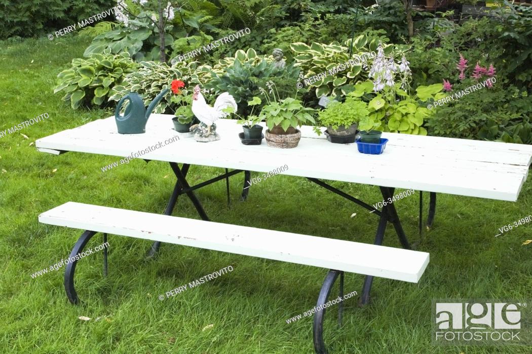 Stock Photo: Green grass lawn and white painted wooden picnic table decorated with small plants in planters, watering can, Hosta plants and mauve Astilbe flowers in the.