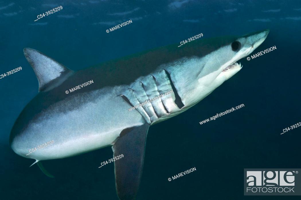 Photo de stock: Shortfin mako. Mako shark (Isurus oxyrinchus). Eastern Atlantic. Galicia. Spain. Europe.
