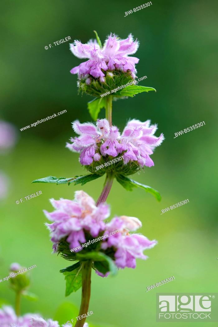 Stock Photo: Iranian Jerusalem Sage (Phlomis herba-venti), inflorescence.