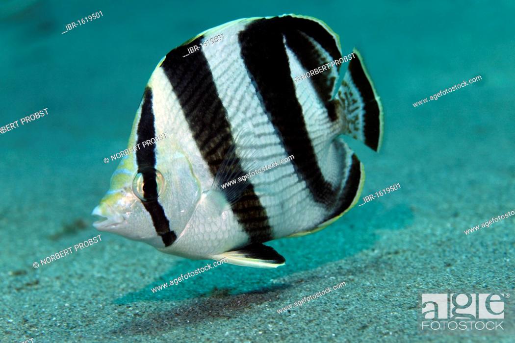 Stock Photo: Banded Butterflyfish (Chaetodon striatus) swimming above sandy bottom, Saint Lucia, St. Lucia Island, Windward Islands, Lesser Antilles, Caribbean.