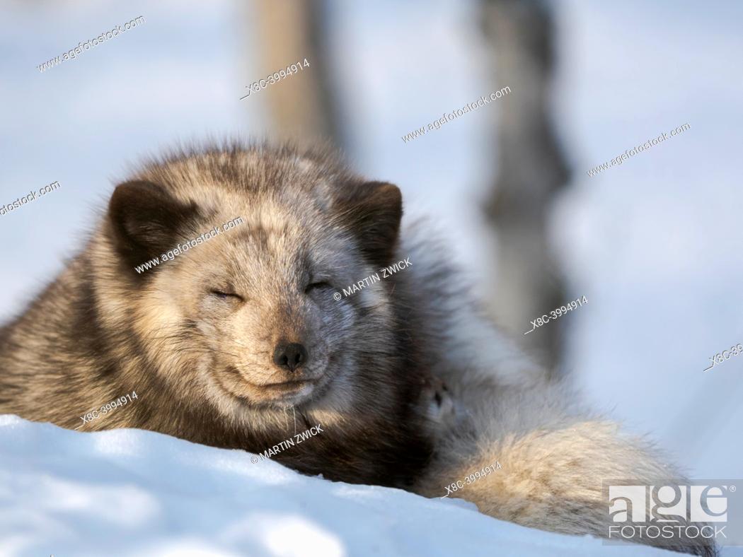 Imagen: Arctic Fox (white fox, polar fox, snow fox, Vulpes lagopus), blue morph, in deep snow during winter. Europe, Scandinavia, Norway, Bardu, Polar Park enclosure.