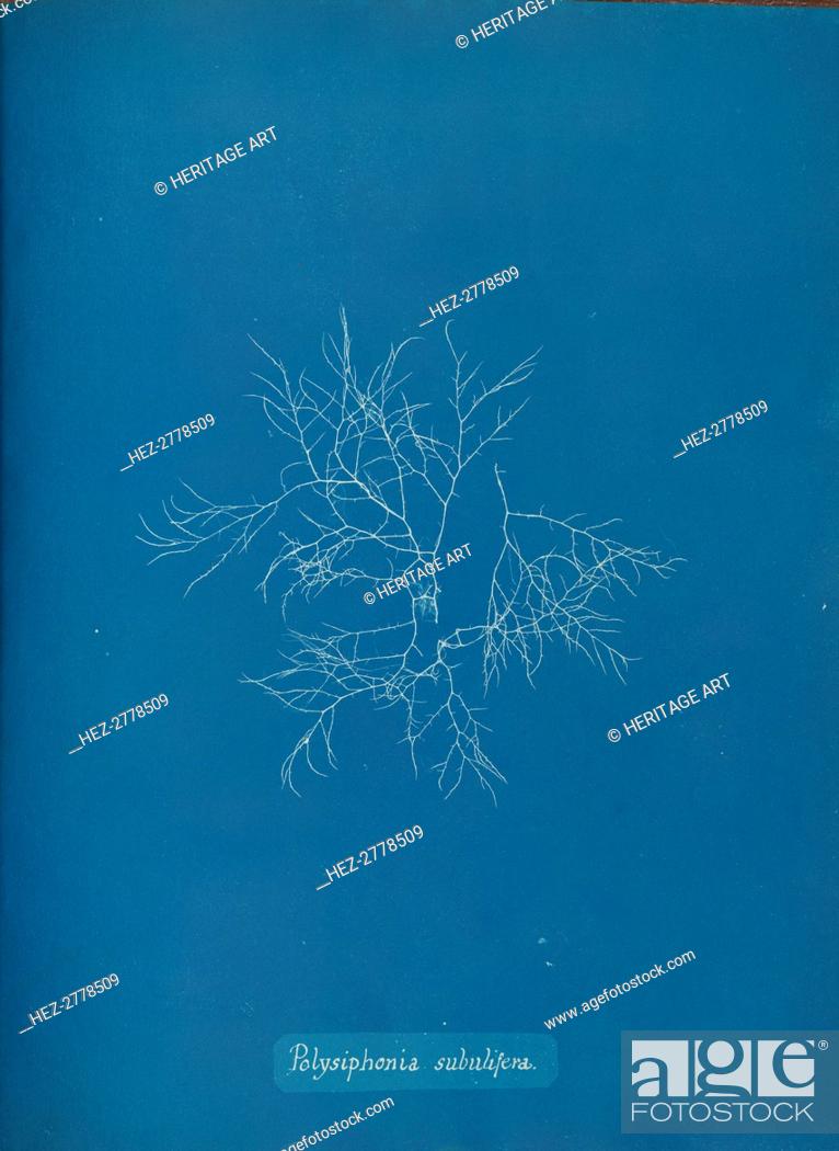 Imagen: Polysiphonia subulifera, ca. 1853. Creator: Anna Atkins.