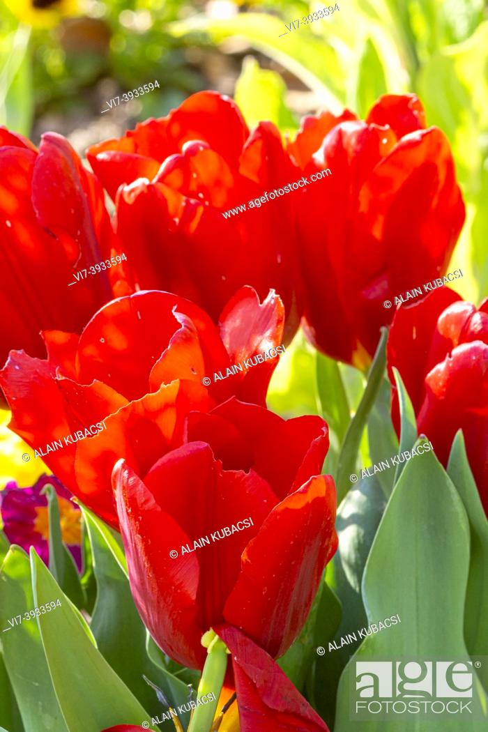 Stock Photo: Tulipa triumph 'Couleur Cardinal'.