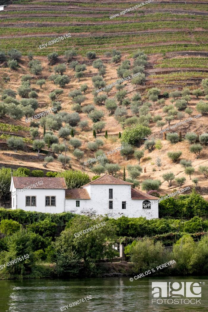 Stock Photo: Olives and vineyards in Douro River Porto Portugal.