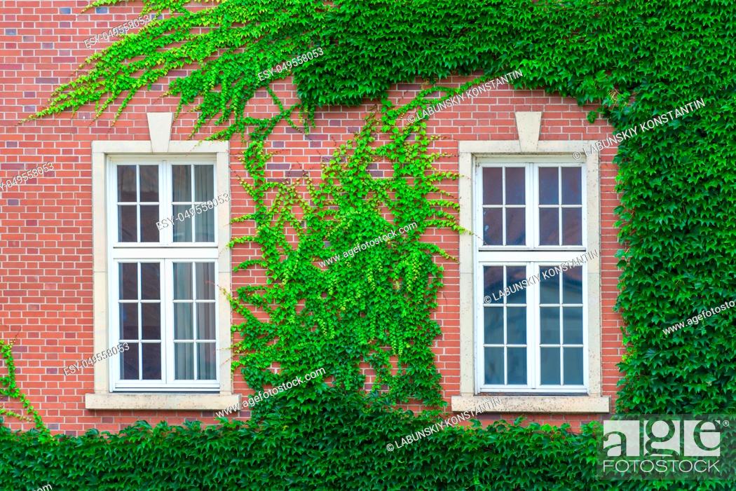 Brick Building Wall Covered With Thickets Of Vines Two Windows Close Up Stock Photo Picture And Low Budget Royalty Free Image Pic Esy 049558053 Agefotostock - How To Frame A Wall With Two Windows