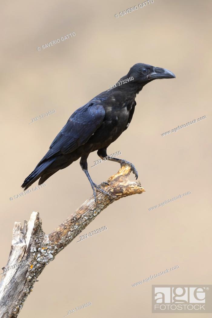 Photo de stock: Common Raven (Corvus corax hispanus), individual perched on a dead tree, Basilicata, Italy.