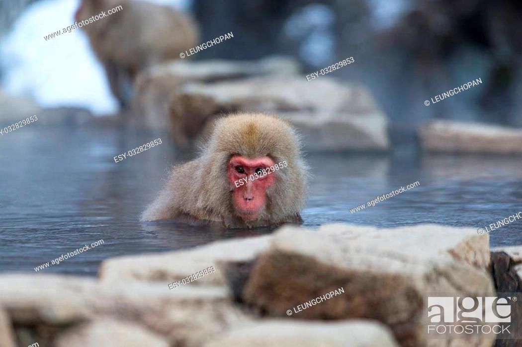 Stock Photo: Snow monkey in hotspring.