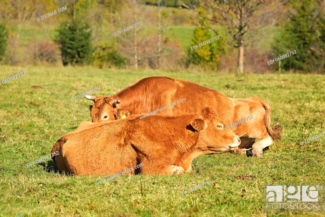 Stock Photo: Cows resting on grazing pasture.