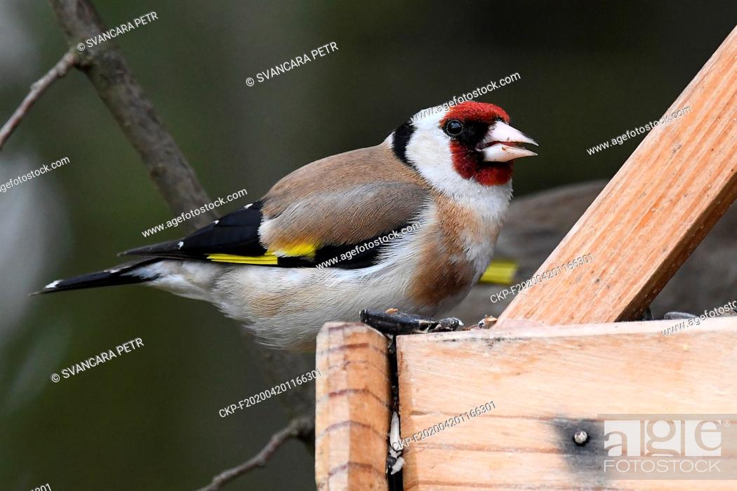 Stock Photo: European goldfinch (Carduelis carduelis) near Letovice, Czech Republic, April 19, 2020. (CTK Photo/Petr Svancara).