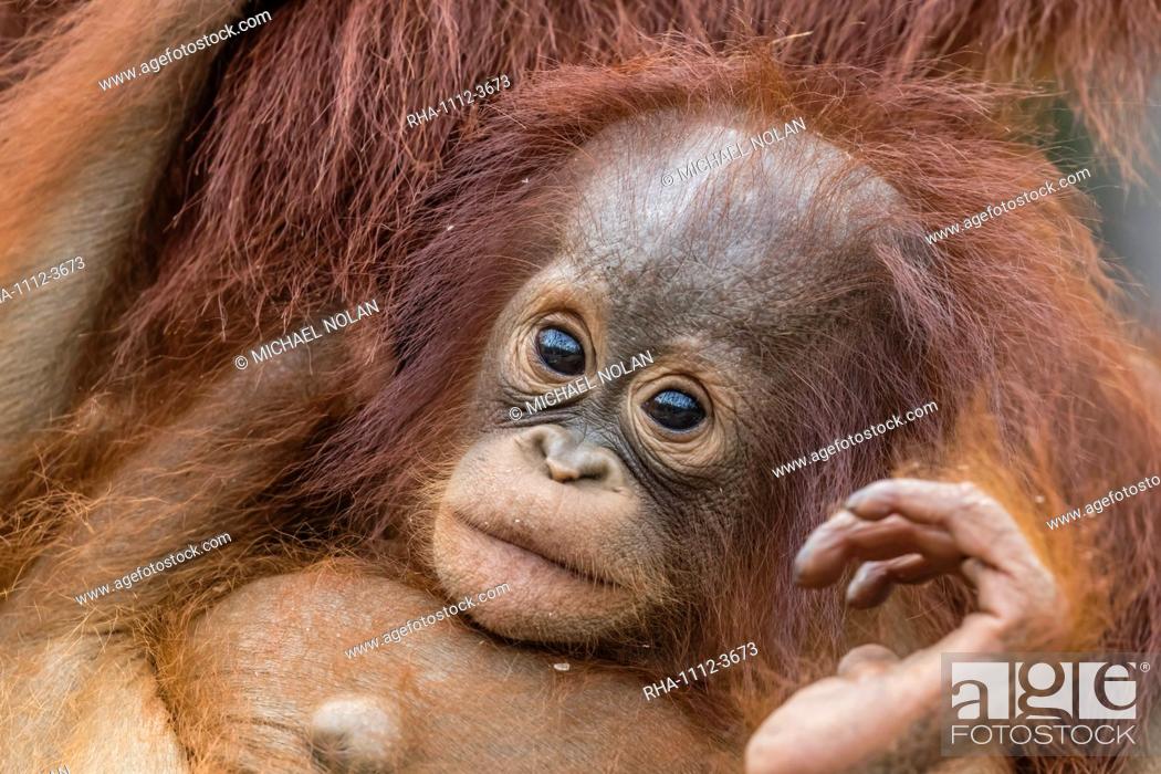 Stock Photo: Mother and baby Bornean orangutans (Pongo pygmaeus), Buluh Kecil River, Borneo, Indonesia, Southeast Asia, Asia.