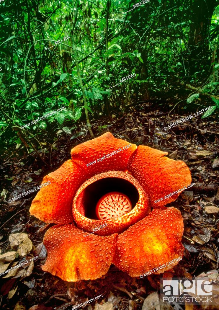 rafflesia mint parazita széles szalagok enni bél