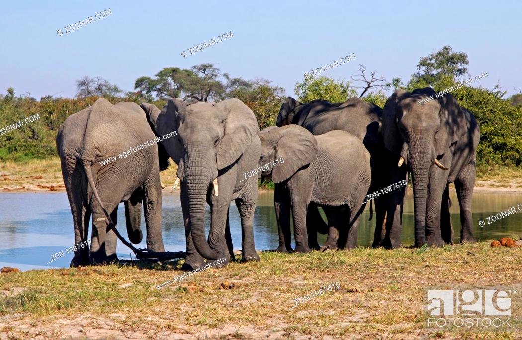 Stock Photo: Afrikanische Elefanten (Loxodonta africana) am Fluss im Chobe Nationalpark, Botswana.