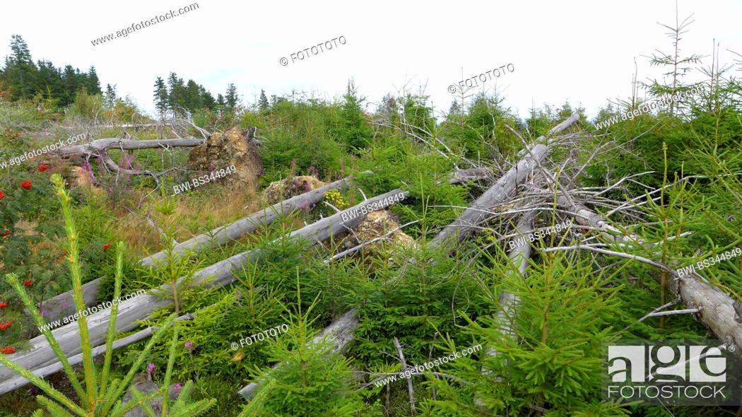 Stock Photo: young spruces on storm damaged forest area by hurricane Kyrill, Germany, North Rhine-Westphalia.