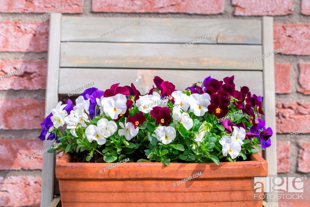 Stock Photo: Multicolored pansy in a basket in the garden.