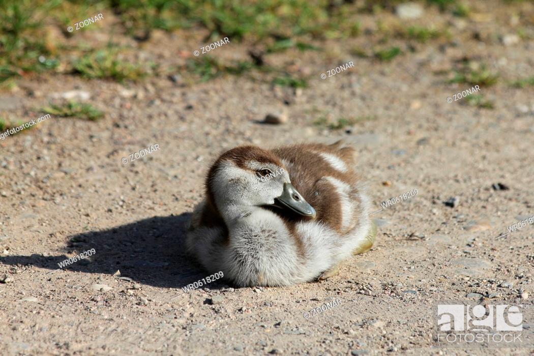 Stock Photo: Egyptian Goose, gosling.