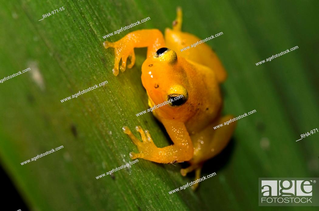 Stock Photo: Golden Rocket Frog Anomaloglossus beebei on giant tank Bromeliad Brocchinia micrantha, Kaieteur National Park, Guyana, South America.