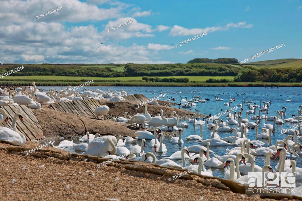 Stock Photo: DORSET, ABBOTSBURY, UK - AUGUST 15, 2017: Flock of swans during feeding time at Abbotsbury swannery in Dorset, United Kingdom.